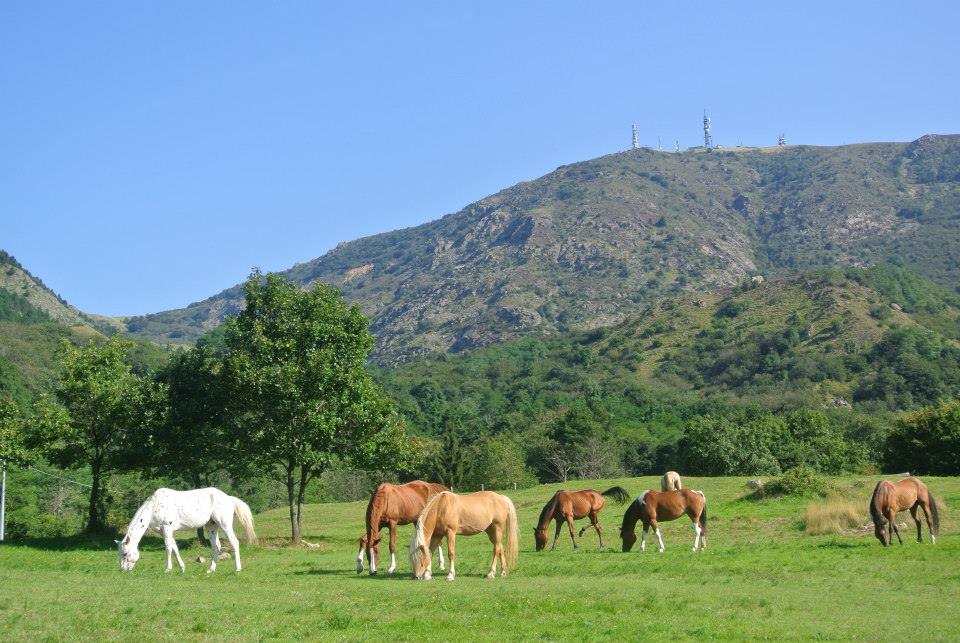 Azienda Agricola Cortin - Barbara Parziale Istruttore Parelli - Cavalli Liberi