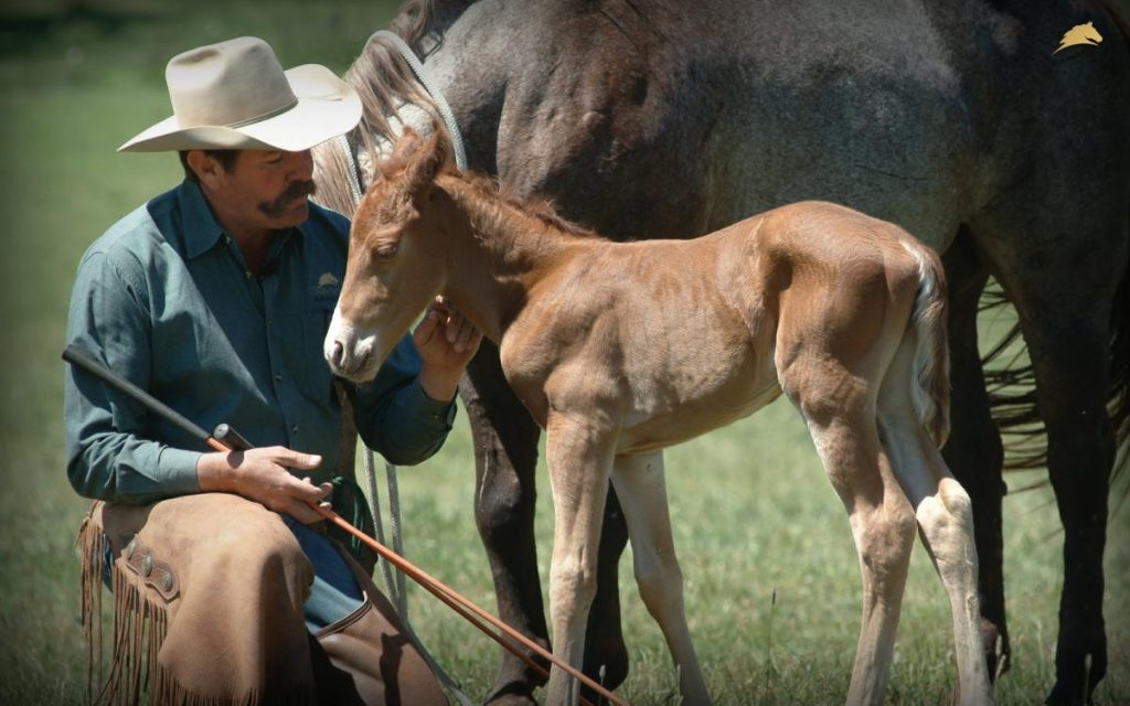 Pat Parelli - naturacavallo_com