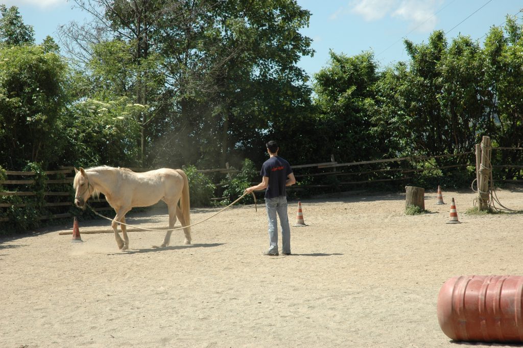 Cervello destro - Azienda Agricola Cortin