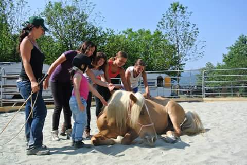 Settimana verde cavalli